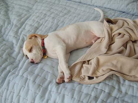 Blanding af racer Balou - råårh pyyh...  billede 2