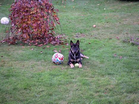 Finsk hyrdehund zaki - Hej her er bror Zaki - fra Bastbjerghus billede 1