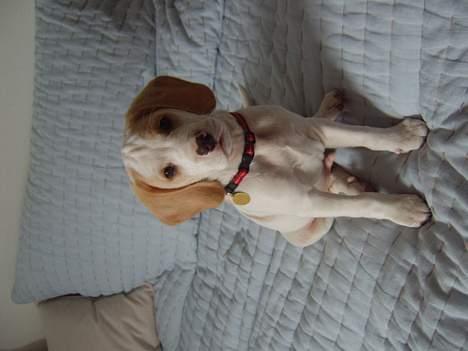 Blanding af racer Balou - hej ! billede 3