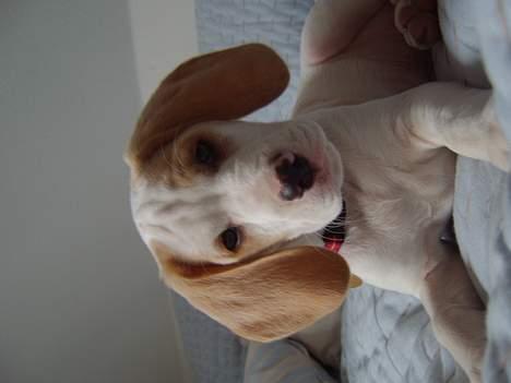 Blanding af racer Balou - DUMBO? billede 4