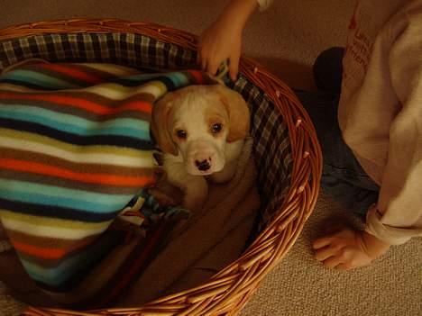 Blanding af racer Balou - lille ny.. billede 5