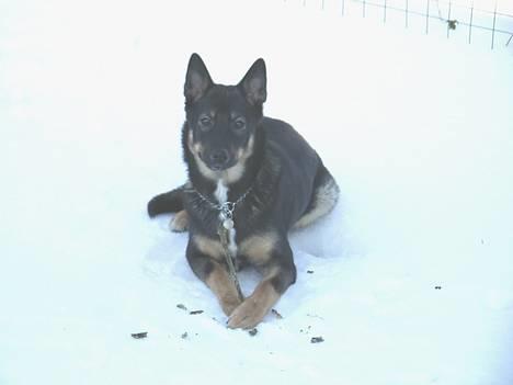 Finsk hyrdehund zaki - Er jeg ikke bare lækker billede 2