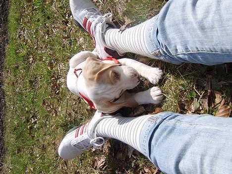 Blanding af racer Balou - afslappet i solskinsvejr.. billede 6