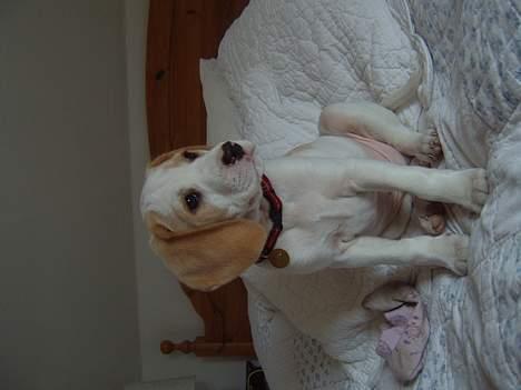 Blanding af racer Balou - hva´ var det?? billede 7