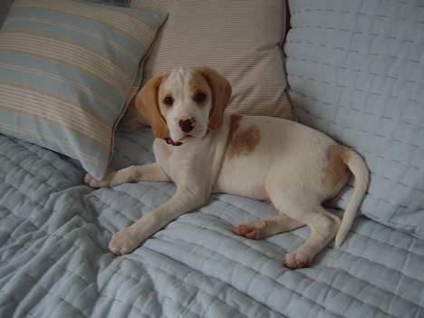 Blanding af racer Balou - hej mor<3 billede 8