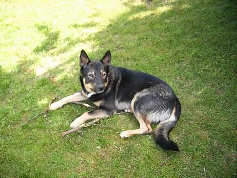 Finsk hyrdehund zaki billede 3