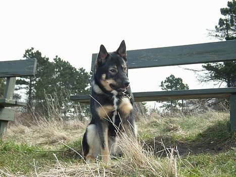 Finsk hyrdehund zaki billede 4