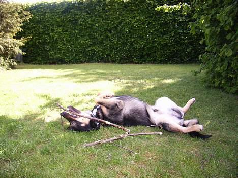 Finsk hyrdehund zaki - Sådan en stor gren er svær at styre billede 5