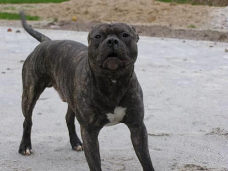 Amerikansk staffordshire terrier Banzai den bedste - sagde du noget til mig? billede 1