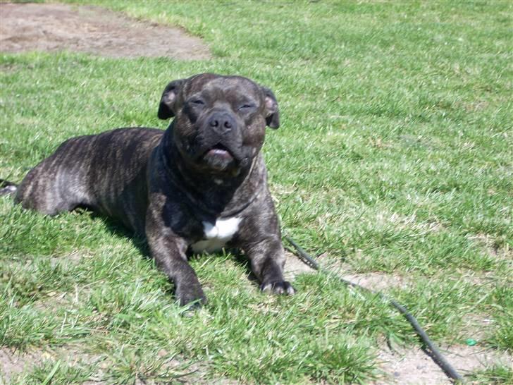 Amerikansk staffordshire terrier Banzai den bedste - nyder varmen sommeren 07 billede 2