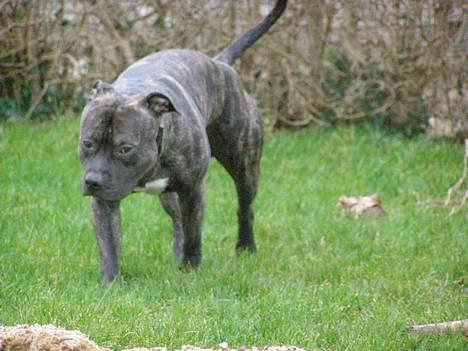 Amerikansk staffordshire terrier Banzai den bedste - lad nu hver med at ta billeder af mig hele tiden! billede 3