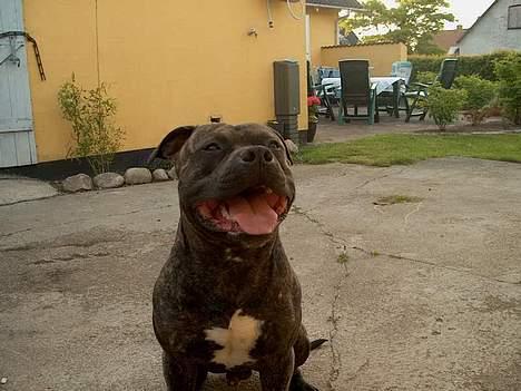 Amerikansk staffordshire terrier Banzai den bedste - ja det var sjovt det der billede 4