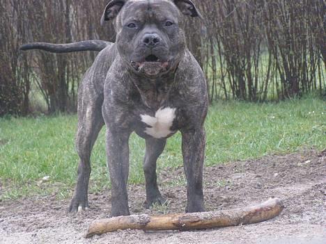 Amerikansk staffordshire terrier Banzai den bedste - jeg har selv fanget den billede 5