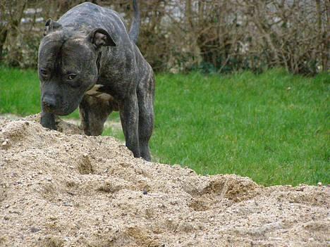 Amerikansk staffordshire terrier Banzai den bedste - den er her et sted det ved jeg den er billede 6