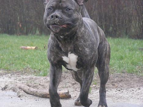 Amerikansk staffordshire terrier Banzai den bedste - nu må jeg heller komme ind billede 7
