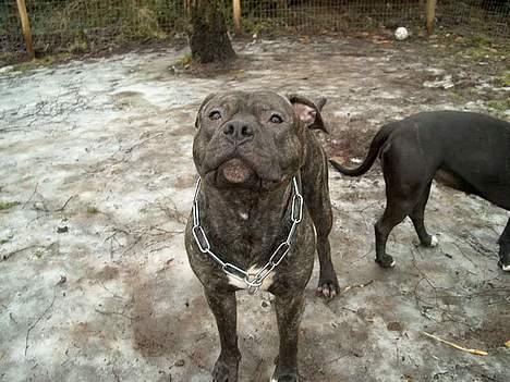 Amerikansk staffordshire terrier Banzai den bedste billede 8