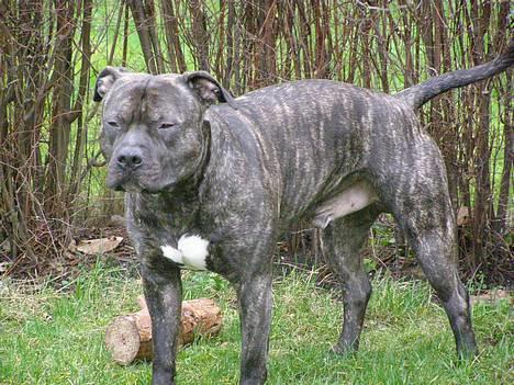 Amerikansk staffordshire terrier Banzai den bedste - ahh det varmt i dag billede 9