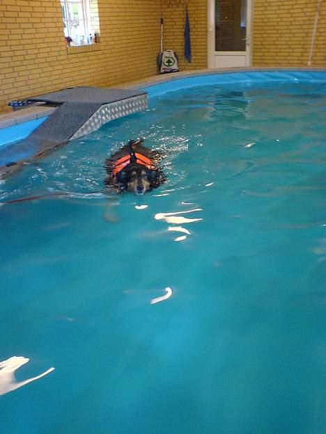 Collie langhåret Sheik - Uhh jeg er ved at blive en rigtig vandhund *gg* billede 10