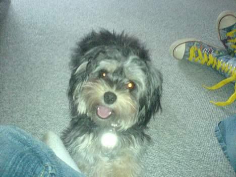 Løwchen latinas bella donna billede 20