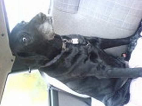Labrador retriever Fie...(DØD:(  - nYt. . .  billede 20