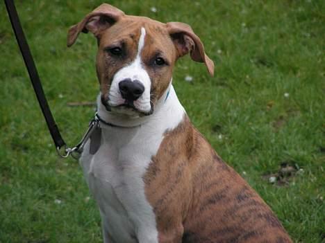 Amerikansk staffordshire terrier Kenzo - Kenzo stolt til hvalpetræning billede 9