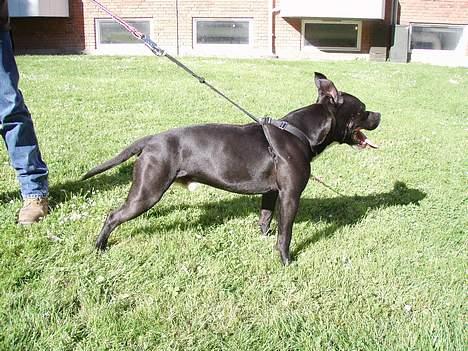 Amerikansk staffordshire terrier ..OZZY.. billede 12