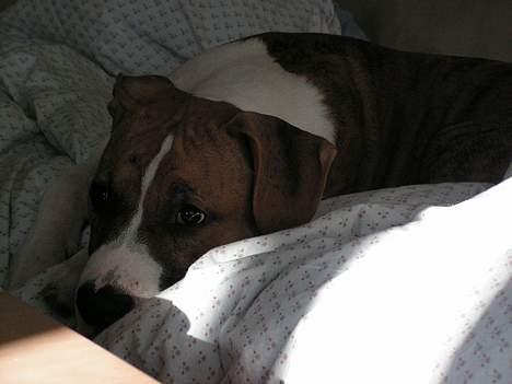 Amerikansk staffordshire terrier Kenzo - Også tid til afslapning billede 10