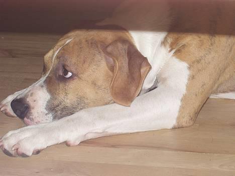 Amerikansk staffordshire terrier Kenzo billede 11