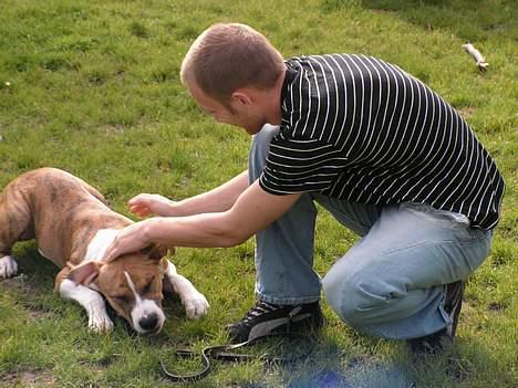 Amerikansk staffordshire terrier Kenzo billede 13