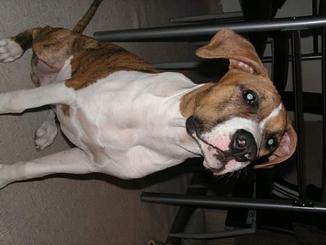 Amerikansk staffordshire terrier Kenzo billede 15