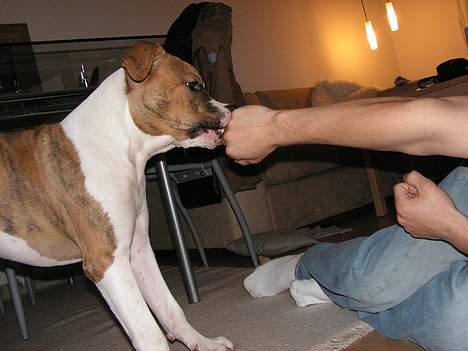 Amerikansk staffordshire terrier Kenzo billede 16