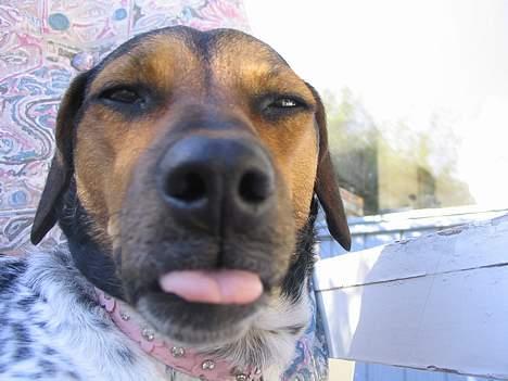 Dansk svensk gaardhund Laika <3 - ELSKER det billedet. billede 15