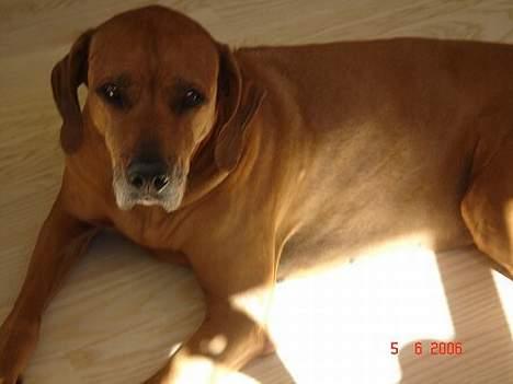Rhodesian ridgeback R.I.P Nala - kær billede 6