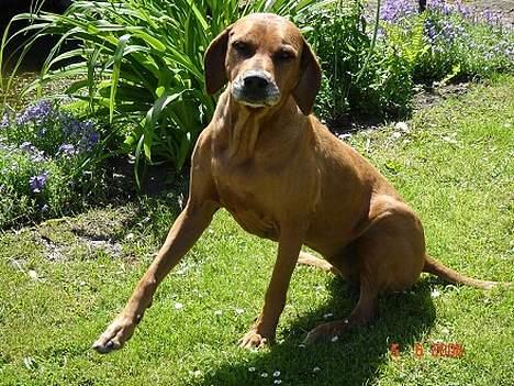 Rhodesian ridgeback R.I.P Nala - vores futtehund :D billede 7