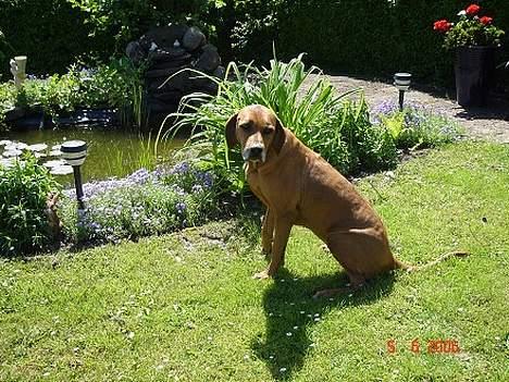 Rhodesian ridgeback R.I.P Nala billede 8