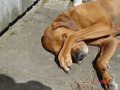 Rhodesian ridgeback R.I.P Nala - Gemmer mig for kameraet :) billede 9