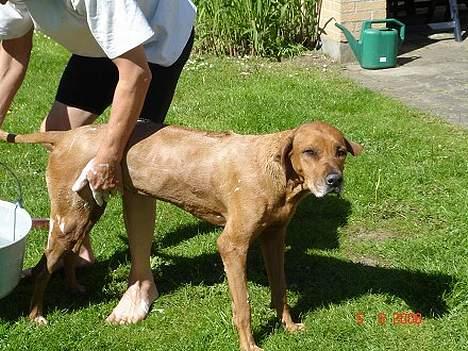 Rhodesian ridgeback R.I.P Nala - Vaskedag :) billede 10