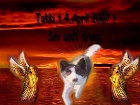 Karelsk bjørnehund Bjørnehusets Takki*Død* - Du er savnet dreng... billede 1