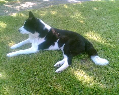 Karelsk bjørnehund Bjørnehusets Takki*Død* - En skøn dag billede 2