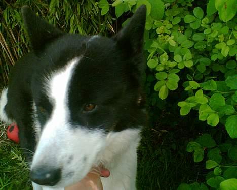 Karelsk bjørnehund Bjørnehusets Takki*Død* - Gider ikke alt det billede pjat ... billede 3