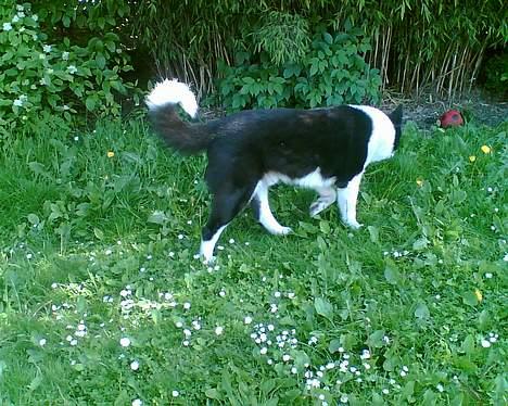 Karelsk bjørnehund Bjørnehusets Takki*Død* - Hvem gik der?! billede 4