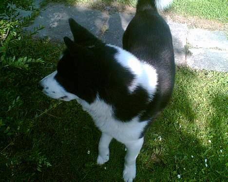 Karelsk bjørnehund Bjørnehusets Takki*Død* - Gå nu væk med det kamera.. er jo ikke model billede 5