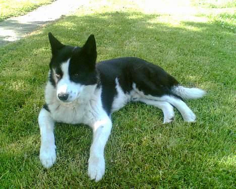 Karelsk bjørnehund Bjørnehusets Takki*Død* billede 6