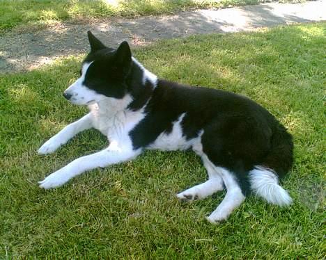 Karelsk bjørnehund Bjørnehusets Takki*Død* billede 7