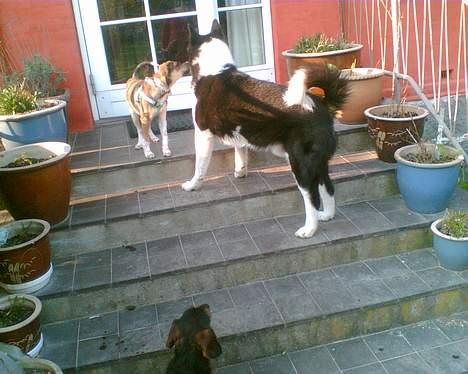 Karelsk bjørnehund Bjørnehusets Takki*Død* - Takki og Barney billede 9