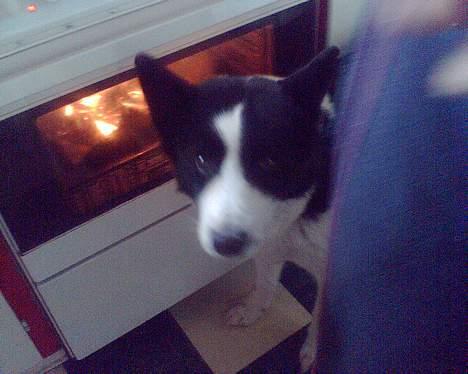 Karelsk bjørnehund Bjørnehusets Takki*Død* - Juleaften billede 10