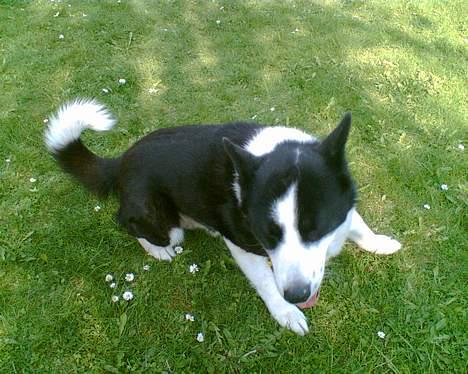 Karelsk bjørnehund Bjørnehusets Takki*Død* - Hey  billede 11