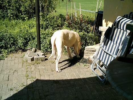 Dogo argentino Esto Del Cavdillo - ahh man jeg tror de har grillet uden mig billede 6