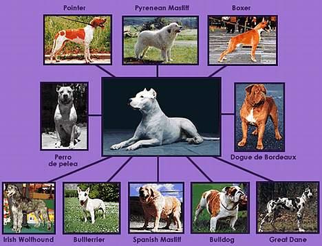 Dogo argentino Fang - race sammensætning billede 8