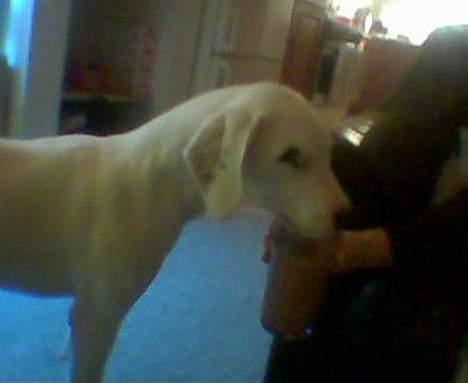 Dogo argentino Fang - 21 uger gammel og elskede cacao billede 9